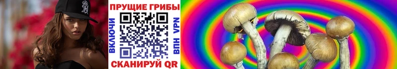 Псилоцибиновые грибы Psilocybe  Вилюйск 